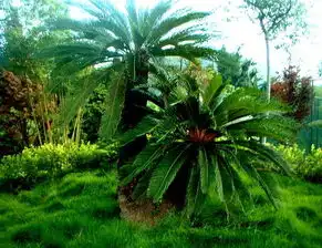  攀枝花花是一座城城是一朵花