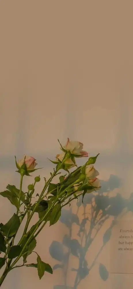  壁纸向第四辑我们终将上岸,阳光万里