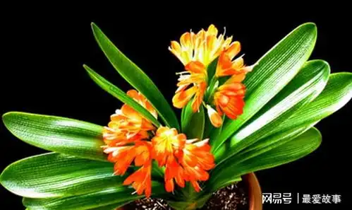 不会养君子兰记住几个技巧,盆盆长爆盆,棵棵开花艳 不会养君子兰记住几个技巧,盆盆长爆盆,棵棵开花艳