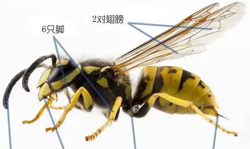  益虫害虫总是分不清楚图鉴它们保护友军益虫篇