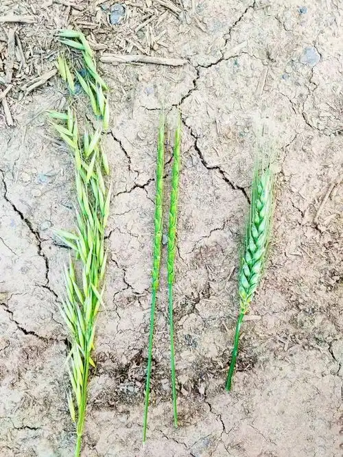 搞笑图片学校组织五一春游,奶奶给孙女带了一只烧水的水壶  搞笑图片学校组织五一春游,奶奶给孙女带了一只烧水的水壶