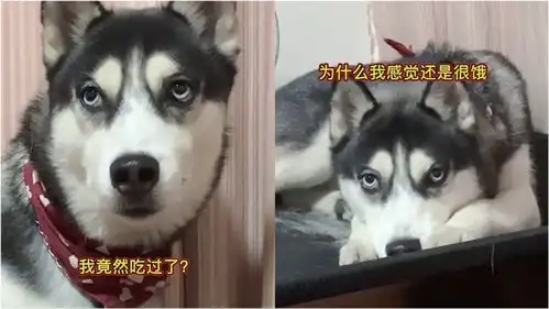  主人骗哈士奇吃过饭了,狗子难以置信思考狗生惹爆笑真的吃了
