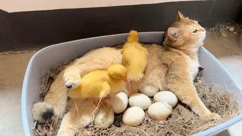  小猫小狗小鸭宠物视频搞笑动物视频柯尔鸭宠物猫宠物狗猫孵蛋