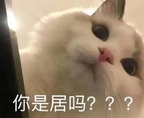  表情包可可爱爱的猫咪表情包