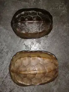  请问我家的这两只乌龟是公是母呀想帮我的等会发腹甲图片