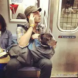  纽约地铁开放携带宠物乘车后,主人各种神级携带方式超爆笑