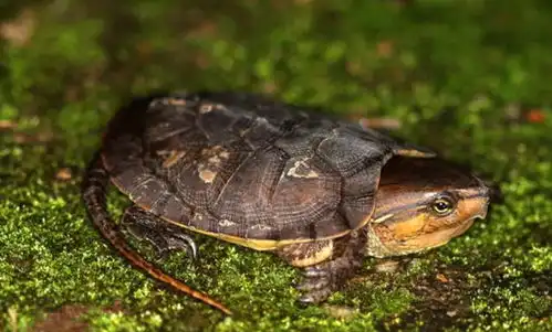  绍兴发现缩不了头的古怪乌龟,嘴似鹰嘴,是国家二级保护动物