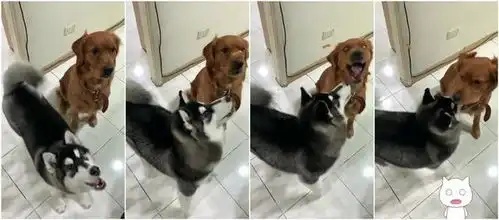  哈士奇跟金毛犬抢零食,结局却超搞笑网友在一起在一起