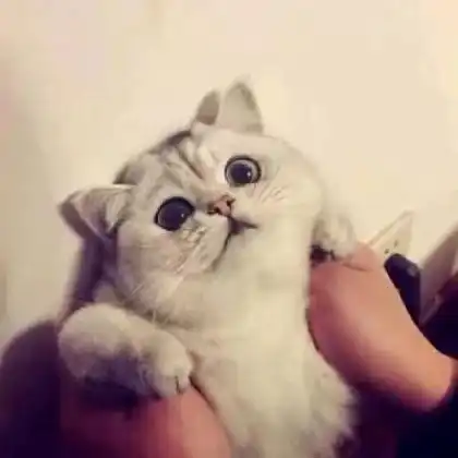 可爱猫咪情侣头像一对,又萌又搞笑的小猫  可爱猫咪情侣头像一对,又萌又搞笑的小猫