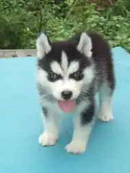  标题无锡出售三火蓝眼的纯种健康的哈士奇犬,无锡哈士奇犬怎么卖的