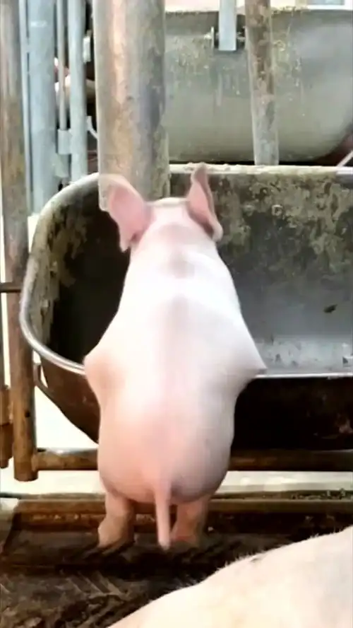  我见过这么多的猪,就你最可爱,吃饭都能把自己给卡住