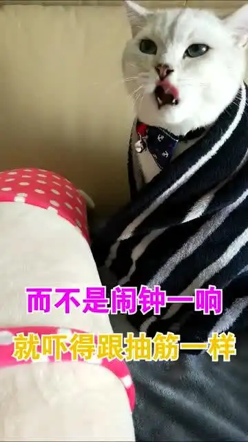 搞笑萌猫成精了,你起床是不是也像诈尸样呢  搞笑萌猫成精了,你起床是不是也像诈尸样呢