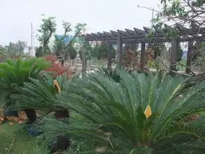  铁树开花图片