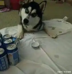 主人给二哈倒了点酒,二哈喝完后就醉了,开始上头东倒西歪的傻乐