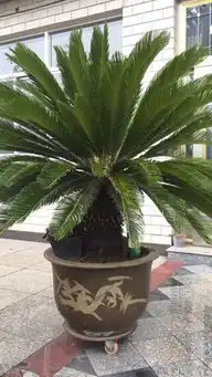 铁树开花图片搞笑吉利树