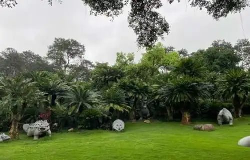  哇哦南宁这里上万株铁树开花了,被称为植物界的活化石