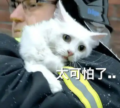  丹麦的喵vs俄罗斯的喵