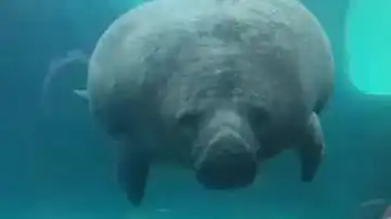  海猪