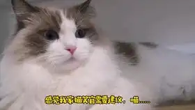 猫笑官又搞菜了,菜名叫鱿鱼戴绿,感觉也是没谁了  猫笑官又搞菜了,菜名叫鱿鱼戴绿,感觉也是没谁了
