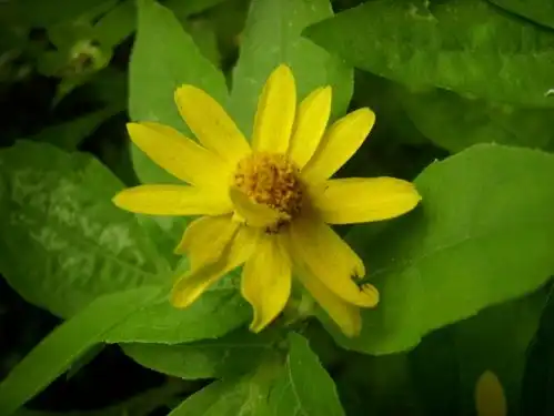 一种比富贵菊好看,比吊兰好养的花卉,沾土就能活,一年开花不断 一种比富贵菊好看,比吊兰好养的花卉,沾土就能活,一年开花不断