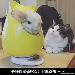  搞笑这猴子真是淫荡啊