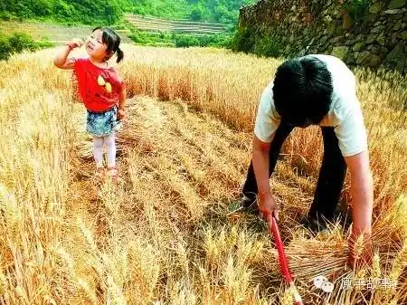 回顾亲亲麦香让人感动到潸然泪下  回顾亲亲麦香让人感动到潸然泪下