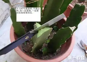 这样嫁接蟹爪兰可以花开到爆图文详解 这样嫁接蟹爪兰可以花开到爆图文详解