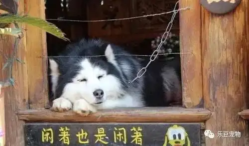 刚把二哈送去乡下三天,妈妈它闯大祸了,带一万块回来赎狗