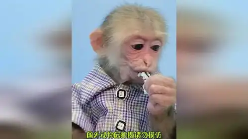 猴哥做了寿司跟狗狗一起吃吃货搞笑  猴哥做了寿司跟狗狗一起吃吃货搞笑