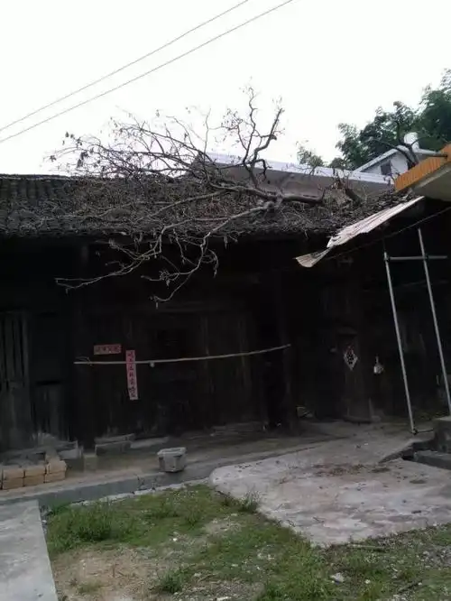 暴风雨过后,武冈这户人家的房子被一颗大树压倒,破碎不堪,希望得到帮助娱乐频道  暴风雨过后,武冈这户人家的房子被一颗大树压倒,破碎不堪,希望得到帮助娱乐频道