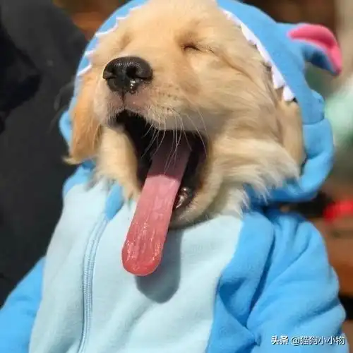  这几种狗,身上总是臭烘烘的,名副其实的臭狗