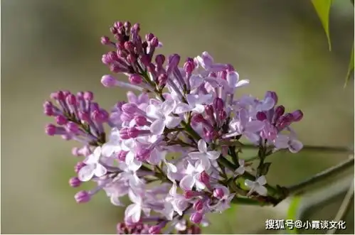  非常经典的句子人生只有回不去的过去,没有过不去的当下