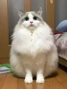  主人晒猫咪夏天跟冬天的照片,网友称这貂皮大衣不错