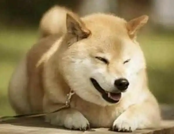  狗狗的反抗情绪你见过吗不知不觉间,狗狗脾气见涨了