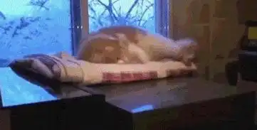  养只猫就跟养个女朋友一样,哎呀我的小祖宗诶