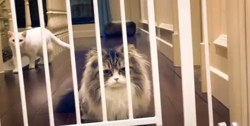 萌猫上演越狱行动,你当真主人不知道  萌猫上演越狱行动,你当真主人不知道