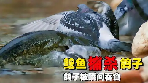  大鲶鱼水中捕猎鸽子,一口一只,太凶猛了