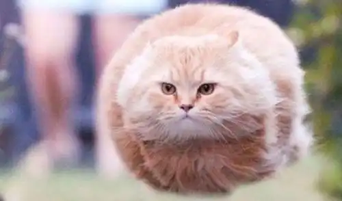  辟谣猫咪越圆滚滚越好,猫粮随便吃