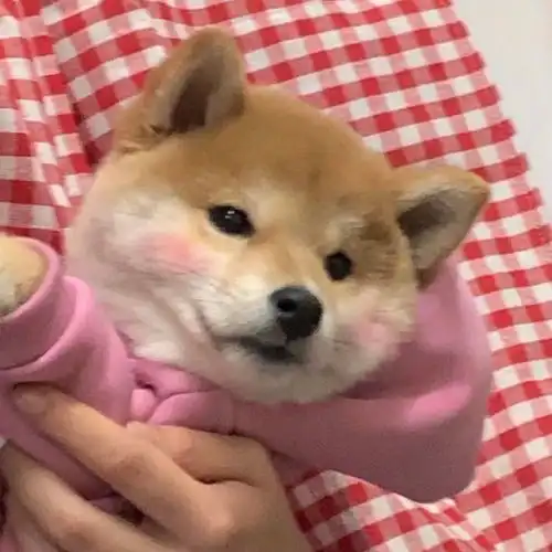  小柴和小金毛也太治愈了叭适合小姐妹吃火锅的文案