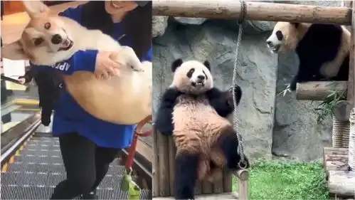 搞笑萌宠爆笑动物世界你看过多少大熊猫姿势好酷好可爱哈哈  搞笑萌宠爆笑动物世界你看过多少大熊猫姿势好酷好可爱哈哈