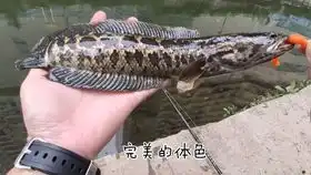  钓到一条好丑的大头鲶鱼