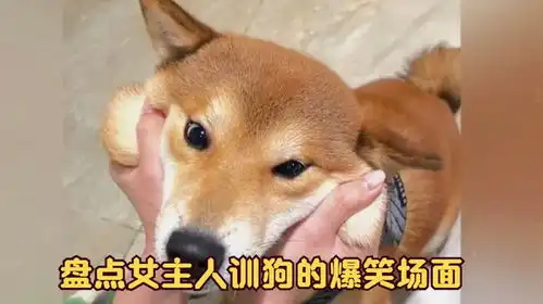  盘点女主人训狗的爆笑场面,这碎嘴子狗听了也无语啊