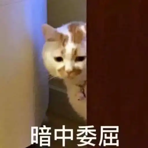  猫咪不胖却有个小肚腩是怎么回事