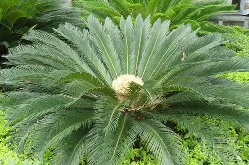  苏铁价格大全
