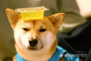 求一张图片,就是一只狗貌似柴犬的狗笑的开心的图片,它头上还有朵菊花的