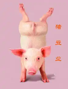  过年回乡下,听闻,老家邻居有头猪,进栏5