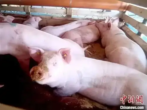  山东肉蛋价格为何齐涨