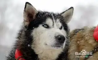  为什么萨摩耶犬,阿拉斯加,哈士奇是雪橇三傻