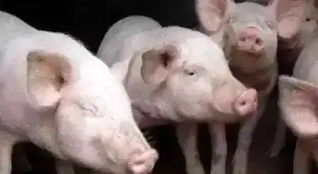 养猪的15个小土方,好用又实惠  养猪的15个小土方,好用又实惠