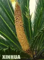 安徽省淮北铁树一家三口齐开花组图 安徽省淮北铁树一家三口齐开花组图